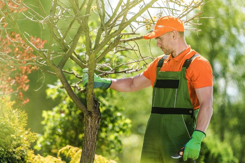 An image of Tree Trimming/Pruning Services in Covina CA