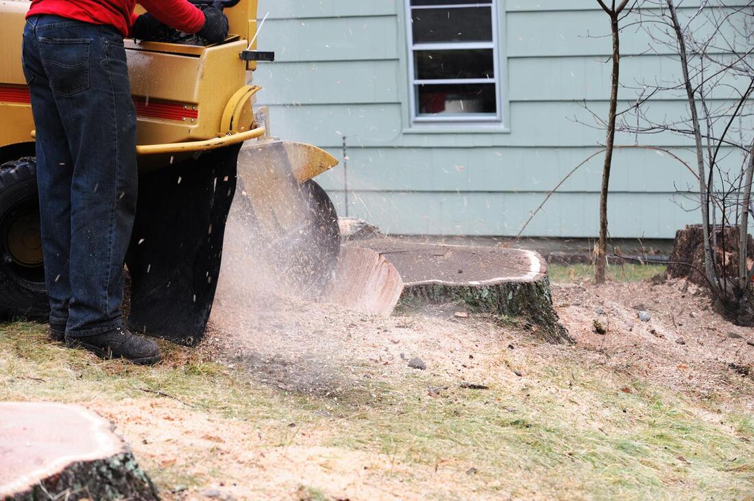 An image of Stump Grinding/Removal in Covina CA