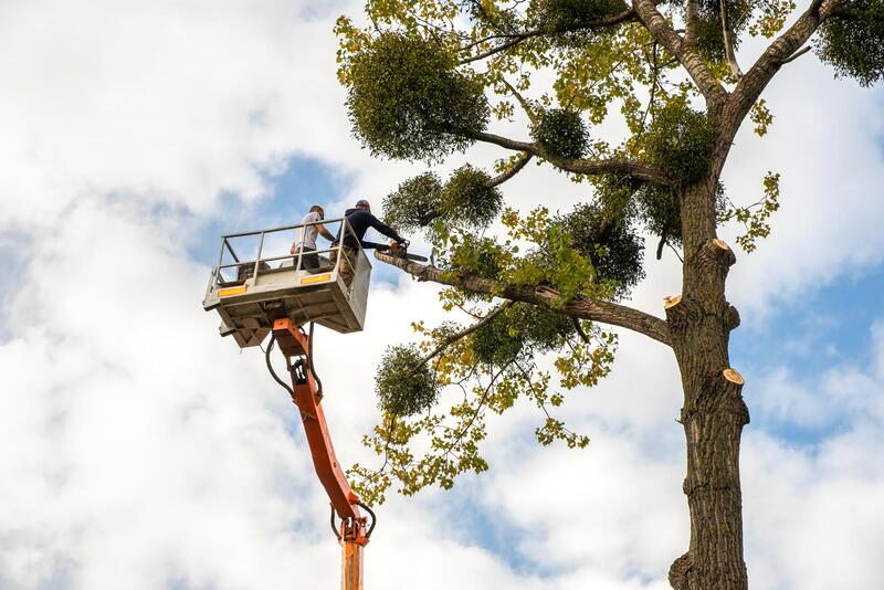 An image of Stump Tree Trimming in Covina CA
