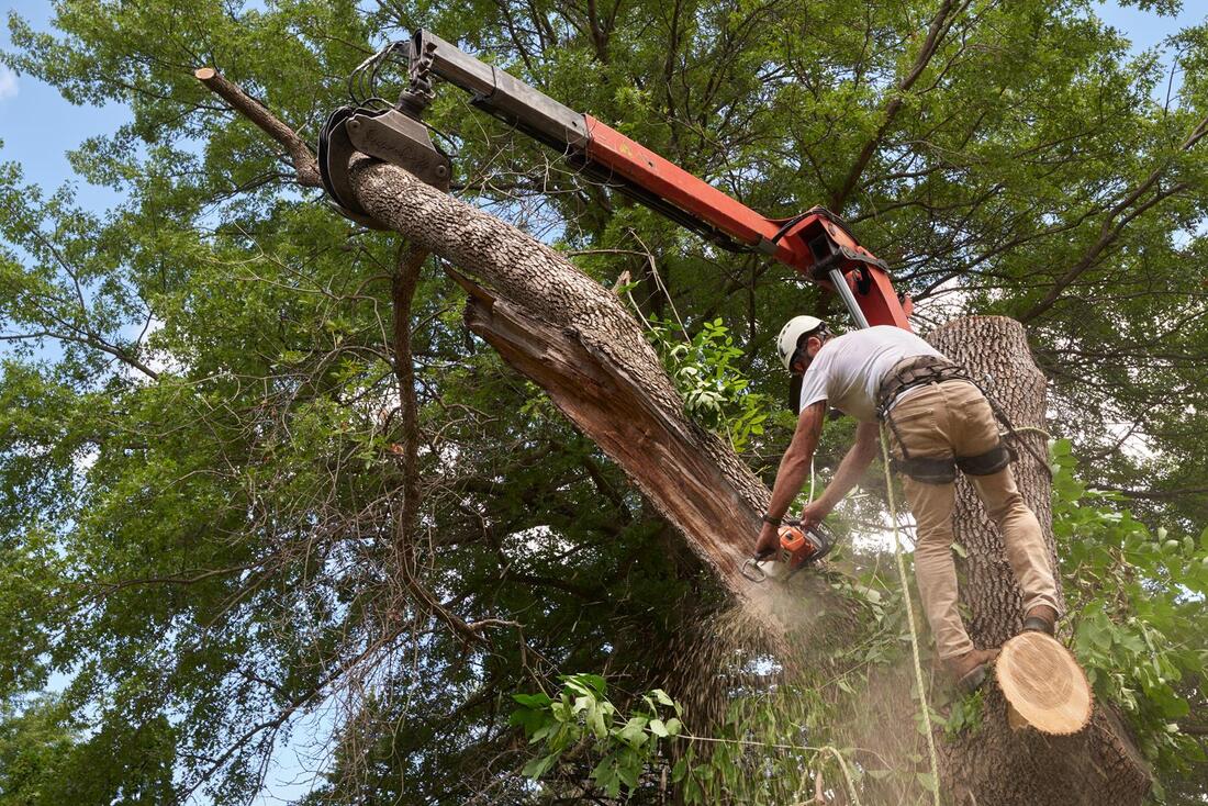 An image of Tree Removal Services in Covina CA