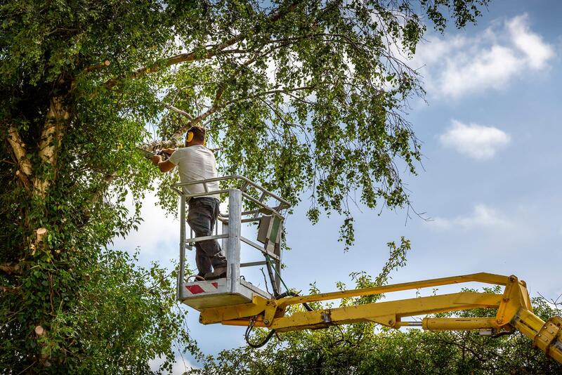 An image of Tree Cutting in Covina CA
