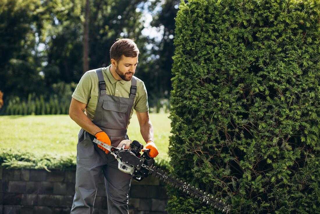 An image of Tree Trimming/Pruning in Covina CA